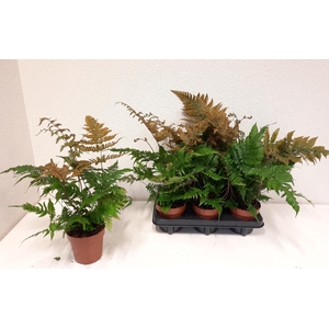 DRYOPTERIS ERYTHROSO