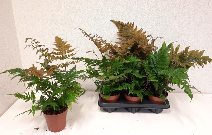 <h4>DRYOPTERIS ERYTHROSO</h4>