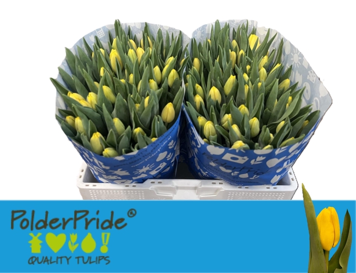 <h4>TU EN LOBKE</h4>