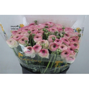 Ran Cloni Sup Felicidade