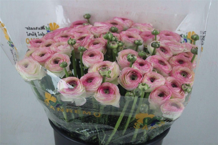 <h4>Ran Cloni Sup Felicidade</h4>