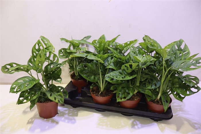 <h4>Monstera Adansonii</h4>