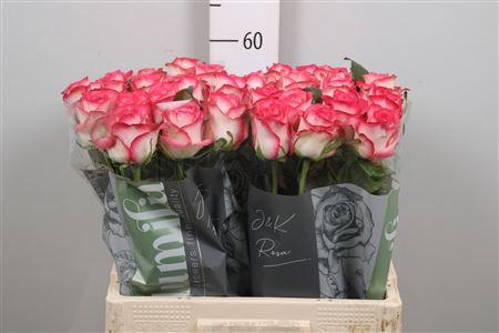 <h4>R Gr Jumilia</h4>