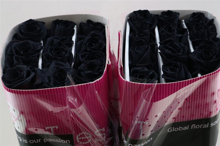 <h4>R Gr Tinted Black On Red</h4>