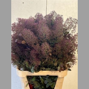 Cotinus C Mag Red Torch