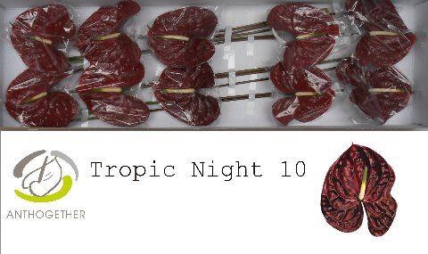 <h4>Anth A Tropic Night 15 cm X10 Hubers</h4>