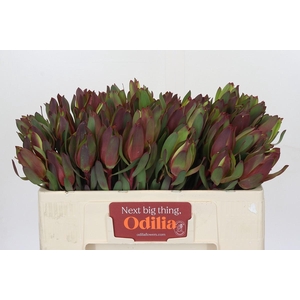 Leucadendron Senorita