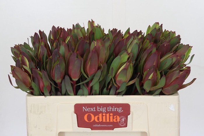 <h4>Leucadendron Senorita</h4>