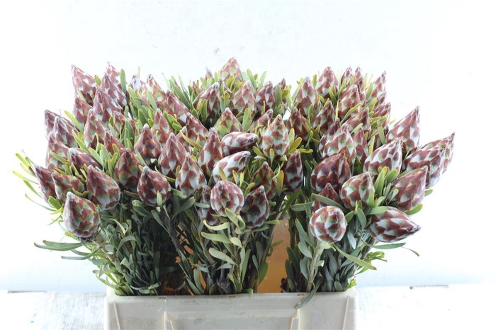 <h4>Kaaps Plumosum Spray</h4>