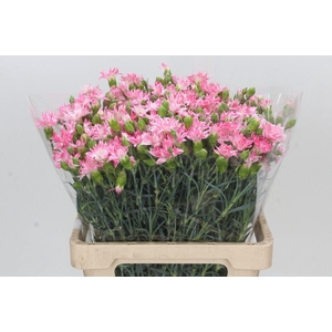 Dianthus Tr Select Cherry Tessino
