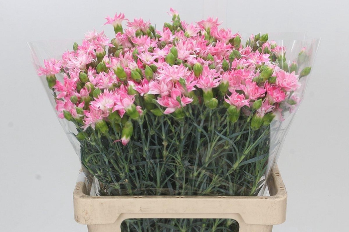<h4>Dianthus Tr Select Cherry Tessino</h4>