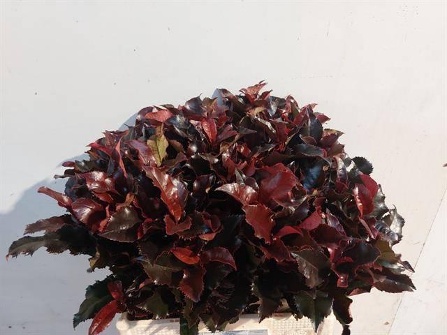 <h4>PHOT MAG VOLCANO</h4>