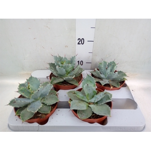 Agave potatorum