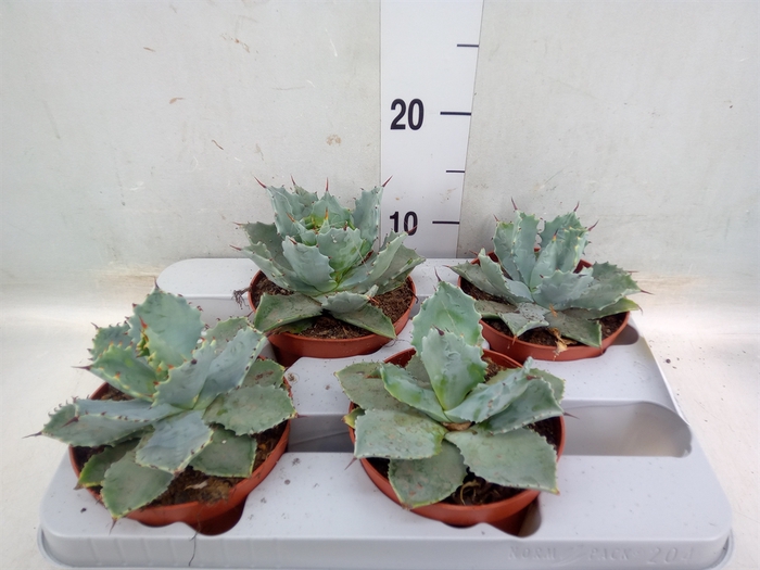 Agave potatorum