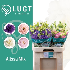 Lisianthus Mix Alissa Lang