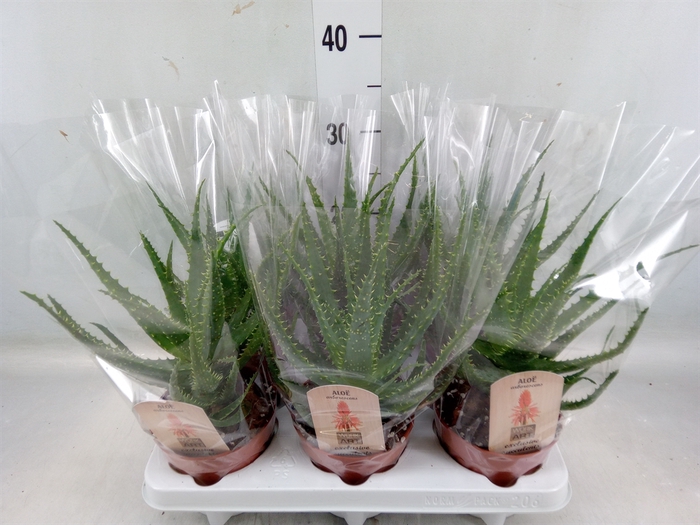 <h4>Aloe arborescens</h4>