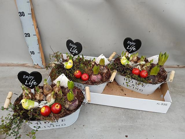 <h4>ARR BOL KNOLGEWAS</h4>