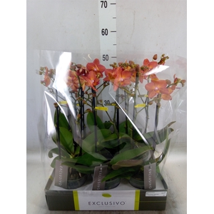 Phalaenopsis multi.   ...orange