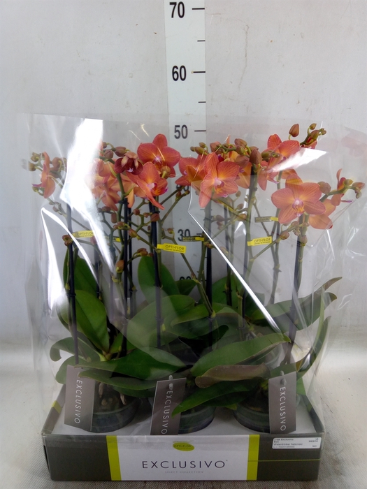 <h4>Phalaenopsis multi.   ...orange</h4>