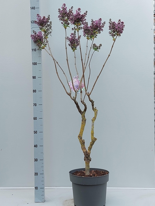 <h4>SYRI VULGARIS</h4>