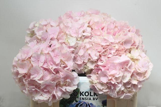 <h4>Hydr M Ch Verena</h4>