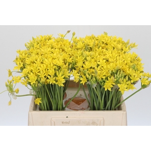 Allium Moly Jeannine