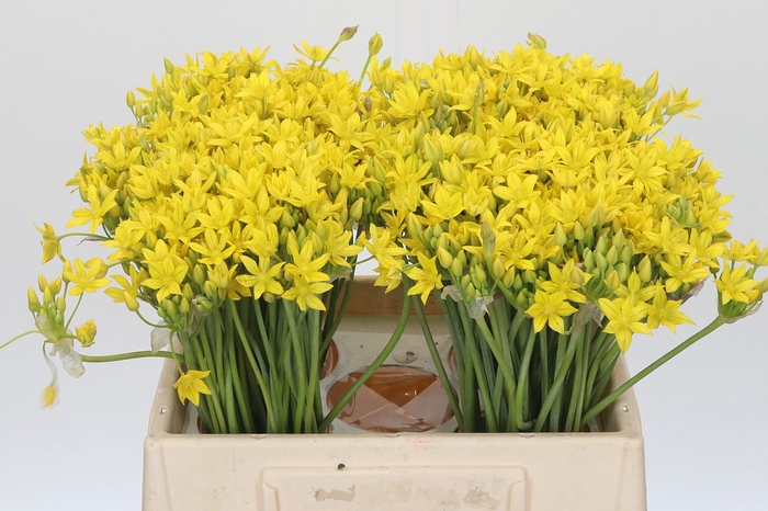 <h4>Allium Moly Jeannine</h4>
