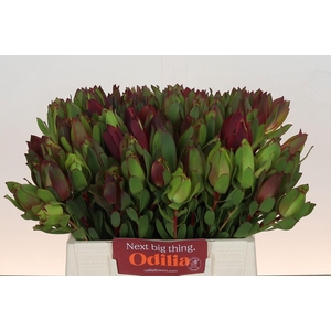 Leucadendron Senorita