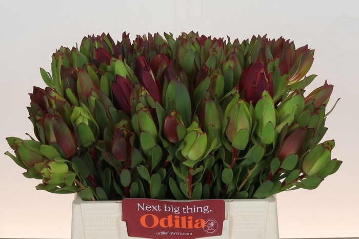 Leucadendron Senorita