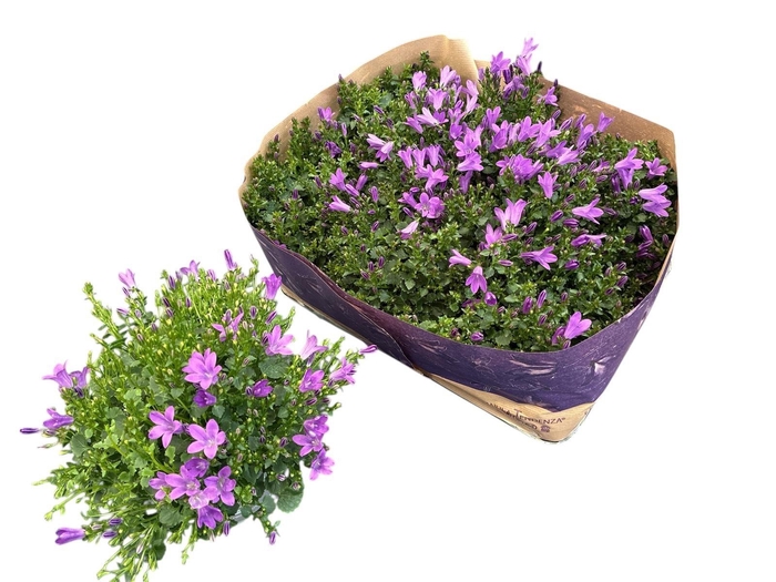 <h4>CAMP POR BLUEONE</h4>