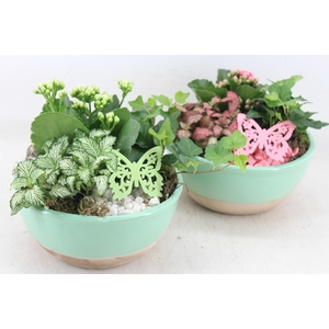 Arr2 Mb - Ker. Bowl L.green 285/5 - Roze/wit