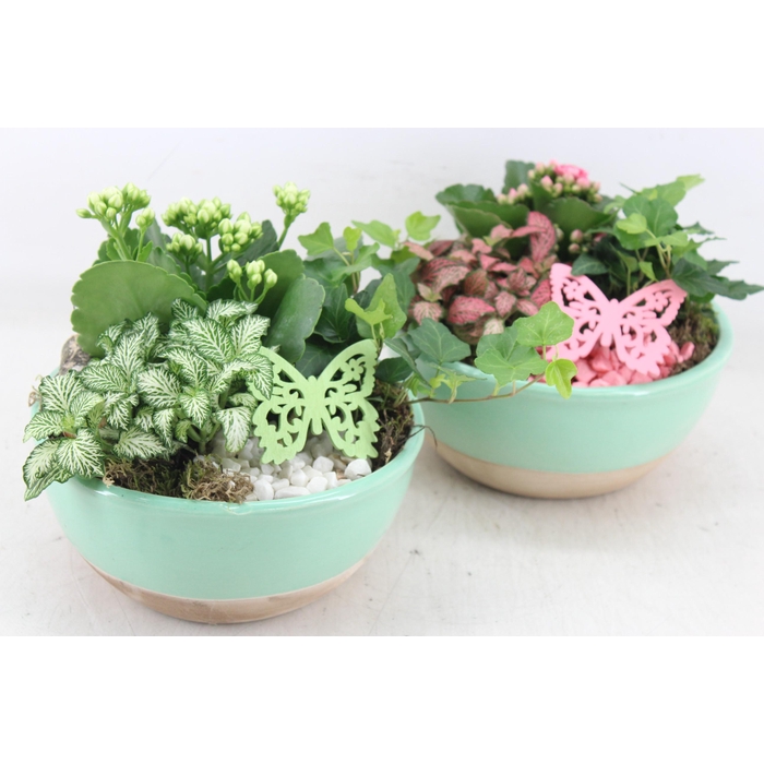 <h4>Arr2 Mb - Ker. Bowl L.green 285/5 - Roze/wit</h4>