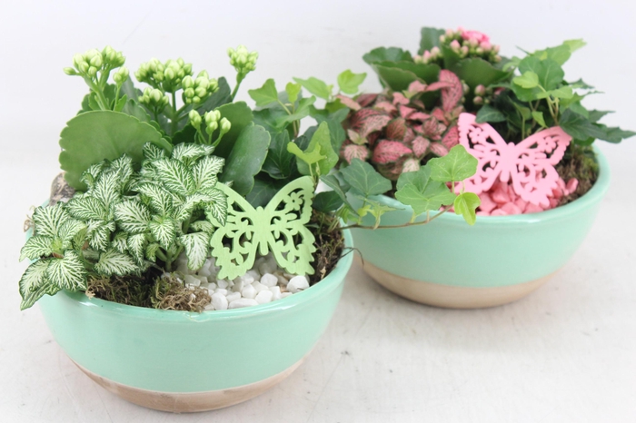 Arr2 Mb - Ker. Bowl L.green 285/5 - Roze/wit
