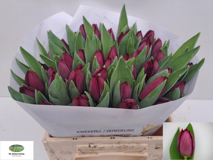 <h4>TU EN CAVIAR</h4>