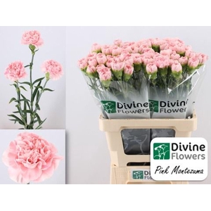 Dianthus ST 'Pink Montezuma'