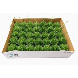 Sier Cucumis Egel L Holl X30