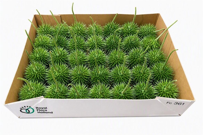 <h4>Sier Cucumis Egel L Holl X30</h4>