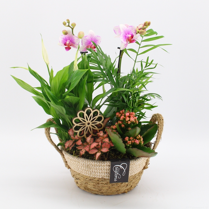 <h4>PHAL-2426RZ Phalaenopsis creatie</h4>