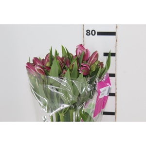 ALSTROEMERIA STRATUS 080 CM
