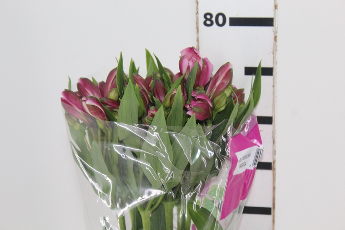 <h4>ALSTROEMERIA STRATUS 080 CM</h4>