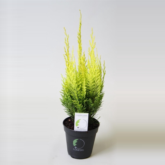 <h4>Chamaecyparis lawsoniana 'Erecta Aurea' P13</h4>