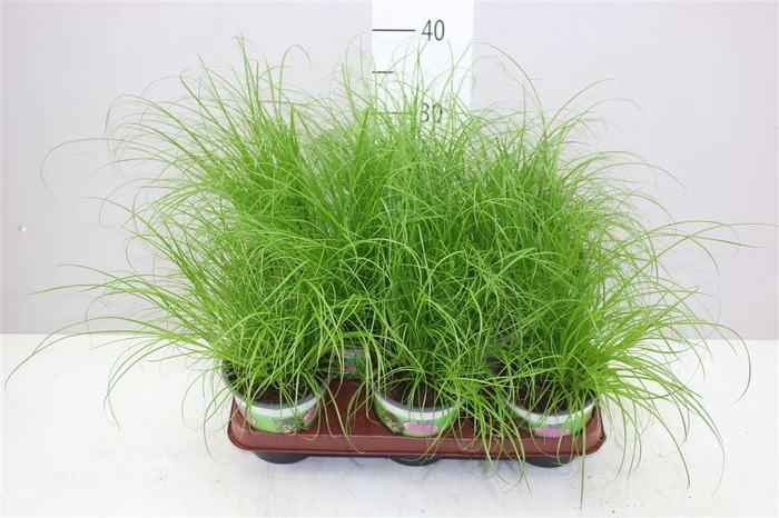 <h4>Cyperus Alt Zumula</h4>