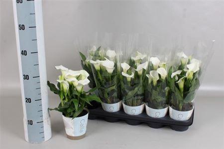 <h4>Zant Capt Fresco 5+</h4>