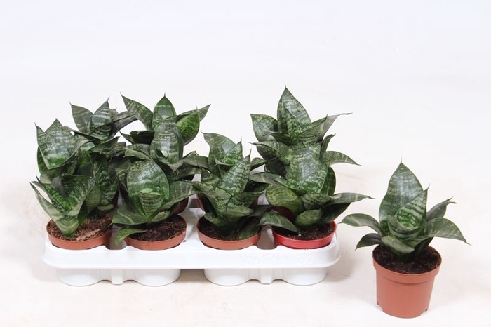 <h4>Sansevieria trifa. 'Hahnii'</h4>