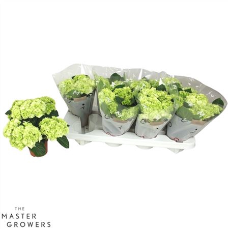 <h4>Hydrangea Macr. 10cm Wit 3+bloem</h4>
