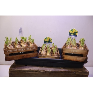 arr8 Arr N Tete A Tete In Houten Kistje