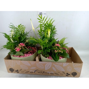 Arr.   Kamerplant Bloei H%