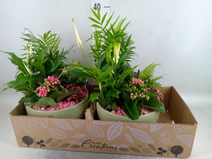 <h4>Arr.   Kamerplant Bloei H%</h4>