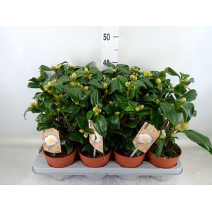Camellia japonica 'Brushfield Yell'