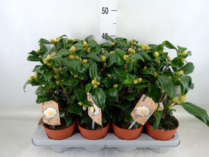 <h4>Camellia japonica 'Brushfield Yell'</h4>